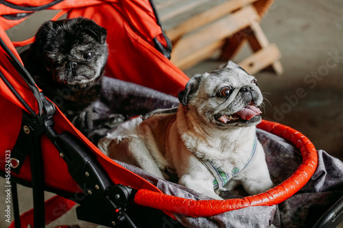 Two adult pugs in a red baby carriage. Black and gray pug on a summer day