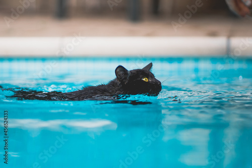 Young black cat swimming on a crystal clear water swimming pool