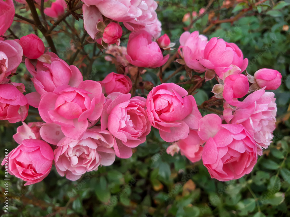 Pink roses on the bush