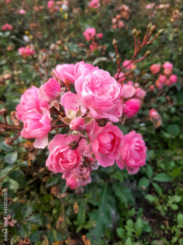 Pink roses on the bush