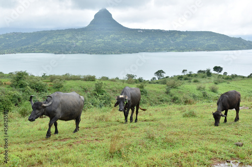 Buffalo herd grazing © S Dhadge