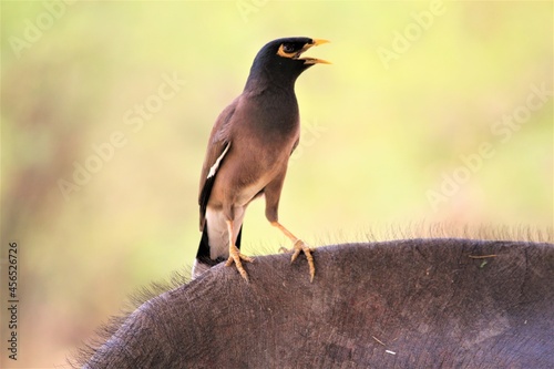 Common myna
Common myna
In this photo I clicked in the letter of a village, this bird was sitting on a animal