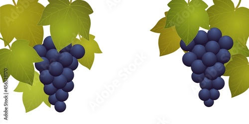 Grappes de raisins avec feuilles de vigne sur fond blanc