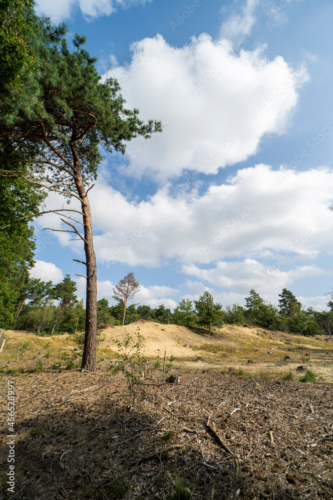 Nature reserve Boschhuizerbergen, The Netherlands Nature reserve Boschhuizerbergen, The Netherlands