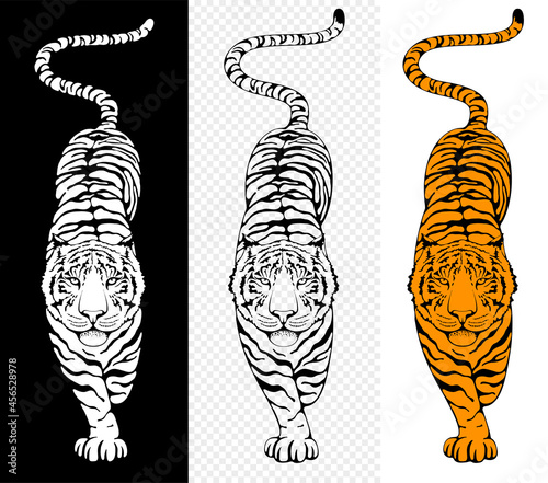 Walking tiger. Stylized characters set. Hand drawing by ink artwork. Top view. Chinese zodiac symbol of 2022 lunar new year. Vector illustration.