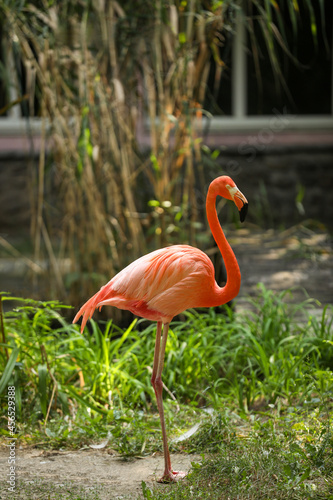 Beautiful Caribbean flamingo in zoo. Wading bird
