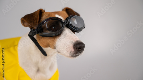 Portrait of jack russell terrier dog in life jacket and goggles for snorkeling on white background.