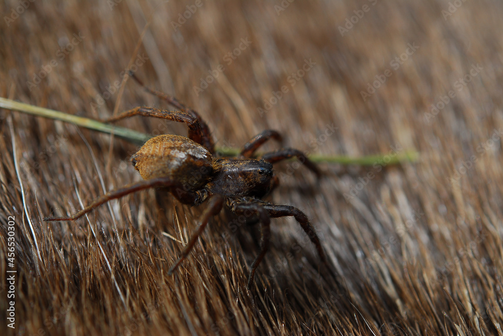 Spiders are air-breathing arthropods that have eight legs, chelicerae with  fangs generally able to inject venom, and spinnerets that extrude silk.  They are the largest order of arachnids Photos
