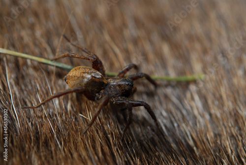 Spiders are air-breathing arthropods that have eight legs, chelicerae with fangs generally able to inject venom, and spinnerets that extrude silk. They are the largest order of arachnids 