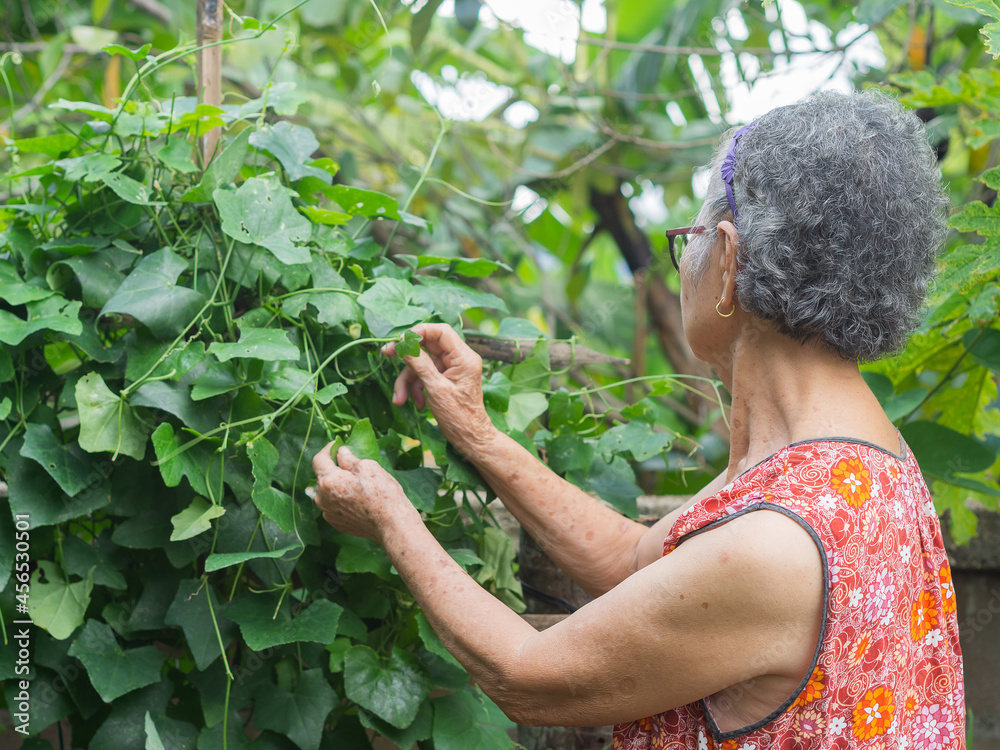 Fototapeta premium Happy a senior woman with short gray hair picking vegetables to prepare for cooking in the backyard. Aged people and relaxation concept