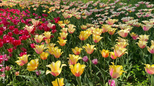 The tulip fields are so beautiful that they are so unreal, they are simply a sea of flowers.
