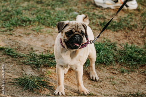 Cute young gray pug on a leash on the green grass. Walk with your pet on a sunny day