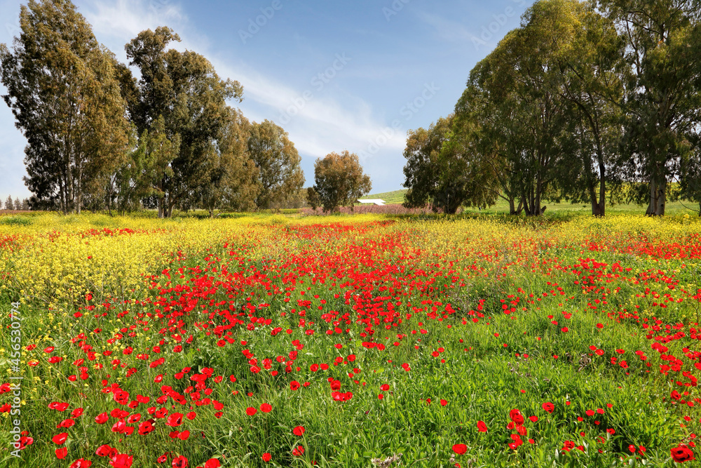 Lush flowering of a wild red poppies and yellow mustard. Lovely wild flowers and herbs in Israel. Eucalyptus trees grow in the background