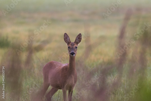 Female Roe Deer Goat Capreolus walks on a green meadow  game sanctuary  beautiful tall green grass in the meadow