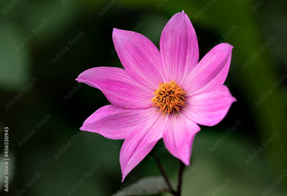 Beautiful close up image of Dahlia Tenuicaulis flower in English country garden landscape setting