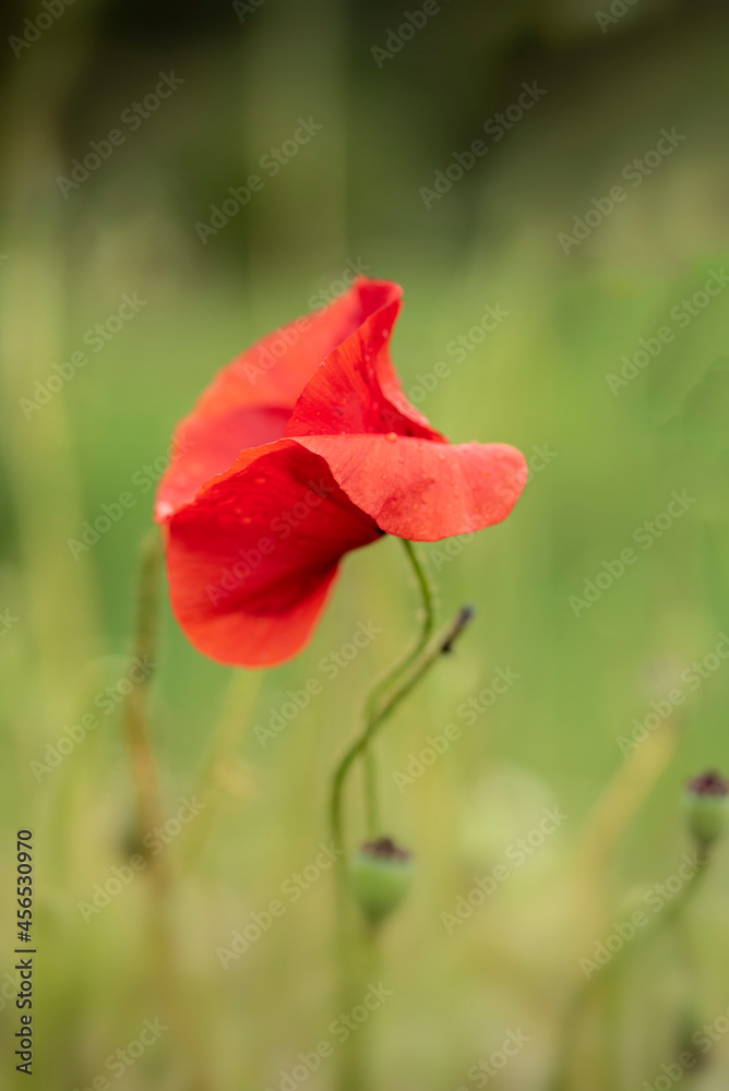 Obraz premium Stunning close up macro image of poppy flower papaver rhoeas in English country garden landscape setting