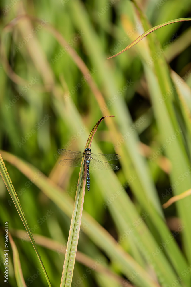 Beautiful macro close up image of Common Hawker dragonfly insect on reed grass in pond Beautiful macro close up image of Common Hawker dragonfly insect on reed grass in pond