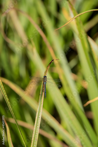 Beautiful macro close up image of Common Hawker dragonfly insect on reed grass in pond photo