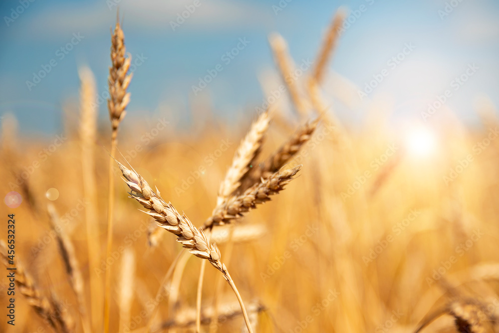 Gold wheat field and blue sky Gold wheat field and blue sky
