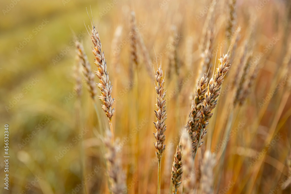 Fototapeta premium Rural scenery. Background of ripening ears of wheat field. Crops field. Selective focus. Field landscape.