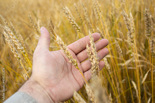 Image of spikelets in hands