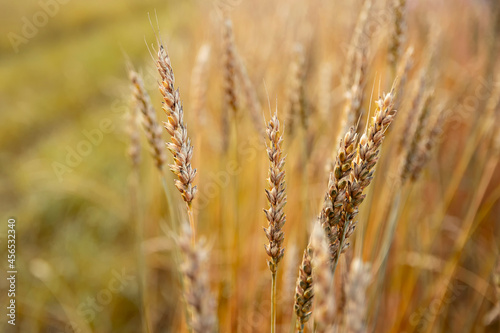 Rural scenery. Background of ripening ears of wheat field. Crops field. Selective focus. Field landscape.