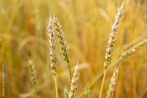 Background of ripening ears of wheat field.