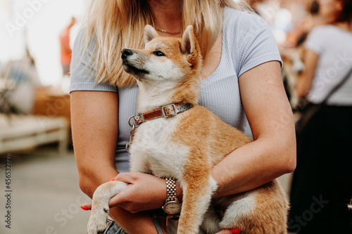 Woman holds an Akita puppy in her arms. Walk with your pet on a bright summer day. Happy animals at the dog festival in the city park photo