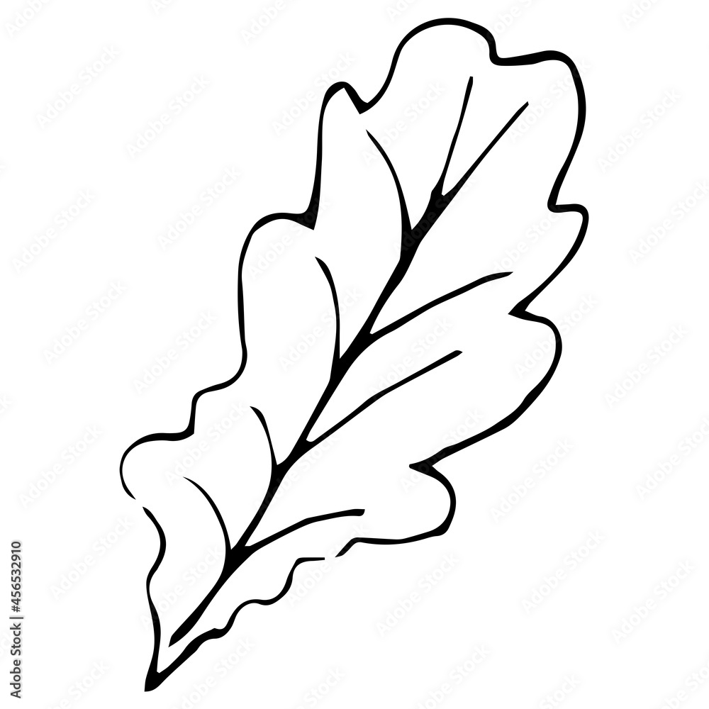 single autumn oak leaf. Linear sketch in the doodle style single autumn oak leaf. Linear sketch in the doodle style