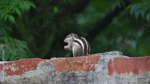 Profile view of the Indian palm squirrel (Funambulus palmarum) sitting on the stone near a tree photo