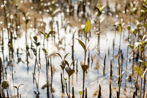 Young mangroves plantation, salt water coastal zone in Australia. Environmental conservation