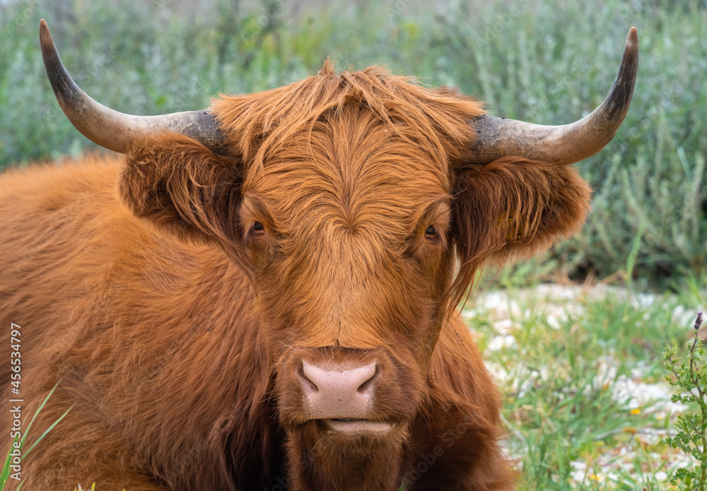 Highland rustic cattle perfectly at home on the dunes and heath of Fanø island in the North Sea off the off the Jutland Peninsula across the Wadden Sea Highland rustic cattle perfectly at home on the dunes and heath of Fanø island in the North Sea off the off the Jutland Peninsula across the Wadden Sea