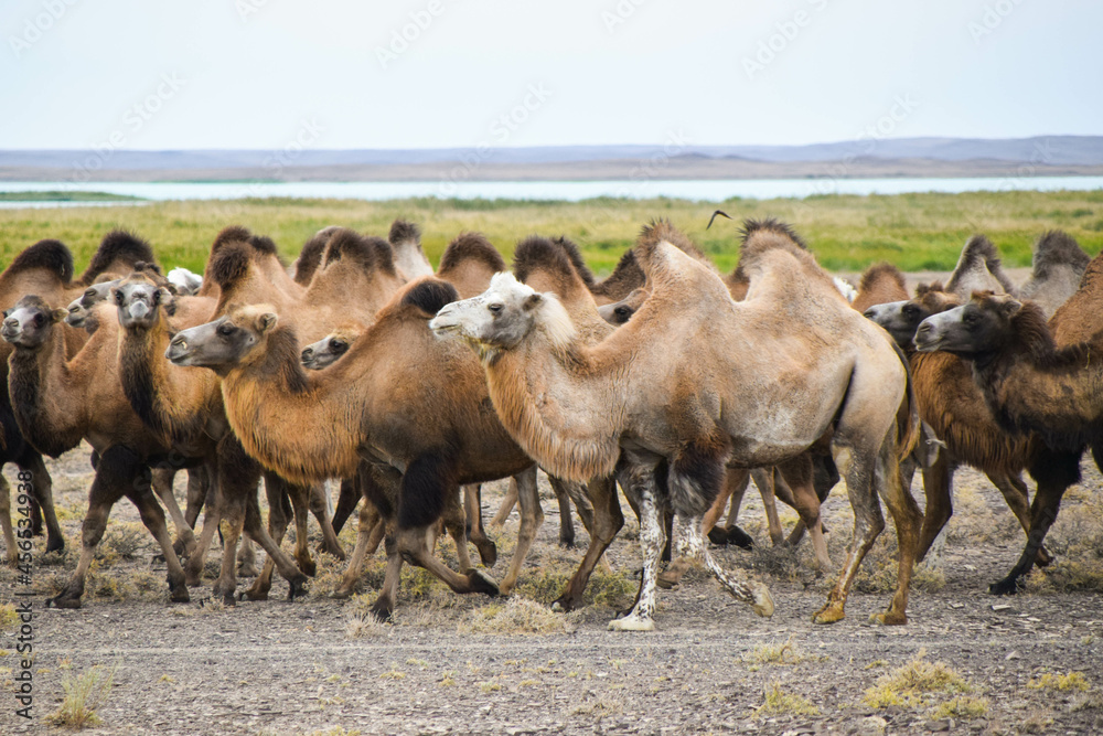 Obraz premium Camels in the Eurasian steppe, Kazakhstan