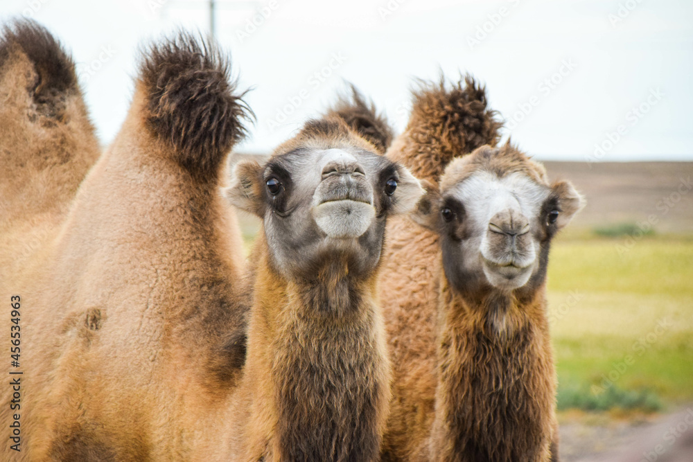 Obraz premium Camels in the Eurasian steppe, Kazakhstan
