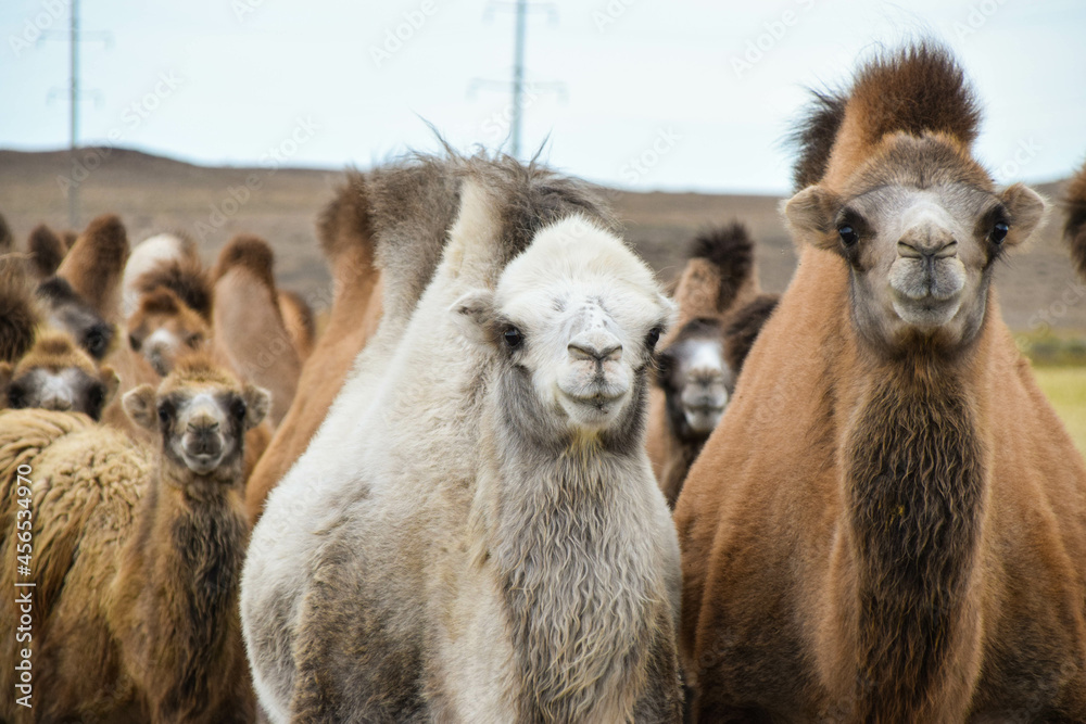 Camels in the Eurasian steppe, Kazakhstan Camels in the Eurasian steppe, Kazakhstan