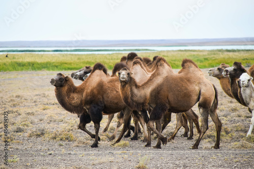 Camels in the Eurasian steppe, Kazakhstan