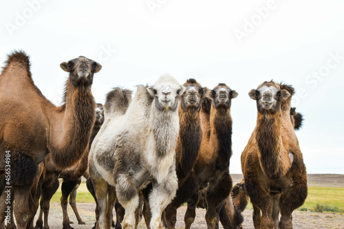 Camels in the Eurasian steppe, Kazakhstan