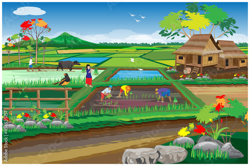 farmer transplant rice seeding in paddy field vector design