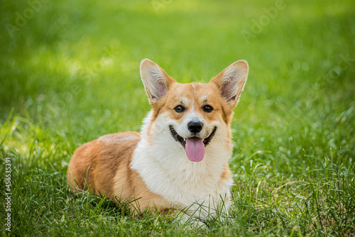 Portrait of Welsh corgi pembroke in the city park