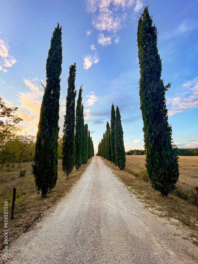 Fototapeta premium cypress trees and road in the countryside, tuscany italy