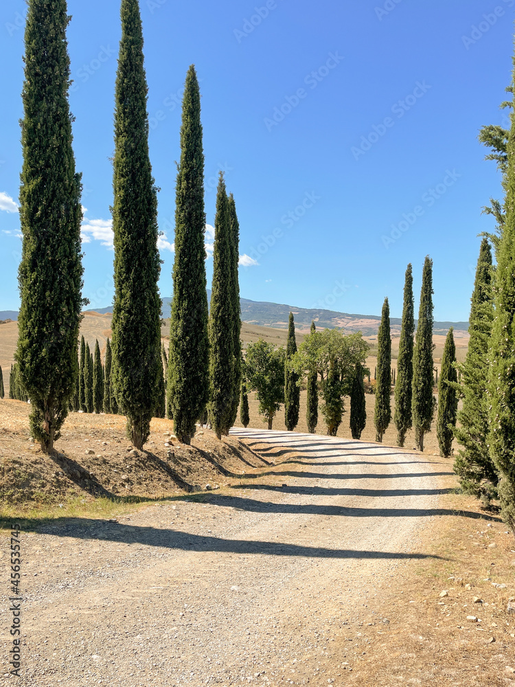 Fototapeta premium cypress trees and road in the countryside, tuscany italy