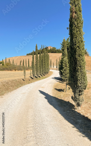 cypress trees and road in the countryside, tuscany italy