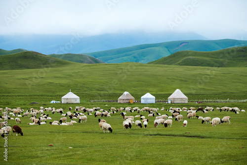 Cuadro en lienzo The flock of sheep and mongolia yurts on the summer meadows  in Nalati scenic spot, Xinjiang Uygur Autonomous Region, China