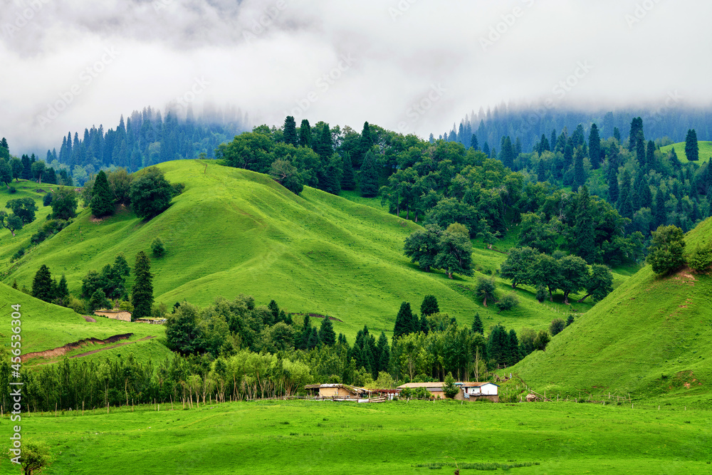 Forests on the Meadows cloudily in valley grassland scenic spot of Nalati, Xinjiang Uygur Autonomous Region, China. Forests on the Meadows cloudily in valley grassland scenic spot of Nalati, Xinjiang Uygur Autonomous Region, China.