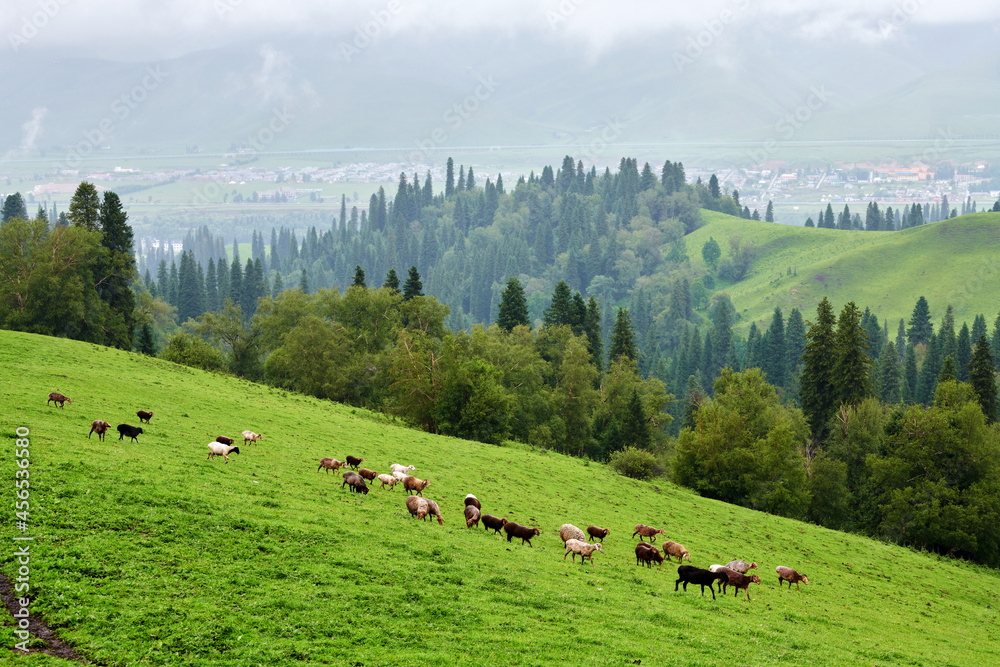 The flock of sheep on the grassland in Nalati scenic spot, Xinjiang Uygur Autonomous Region, China.