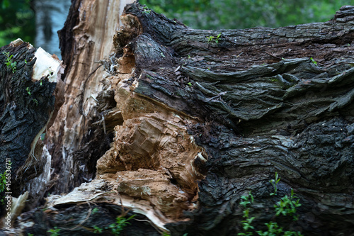 a fragment of a fallen old tree in close-up