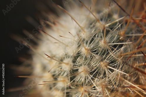 close up of a cactus