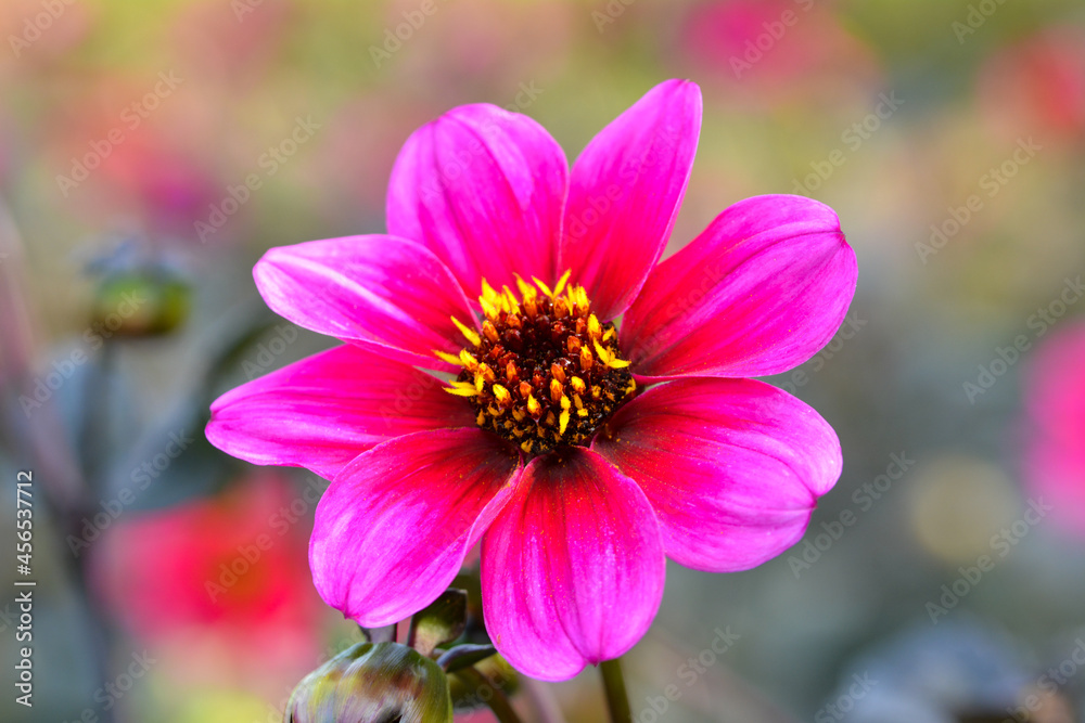 Dahlia Dahlia
