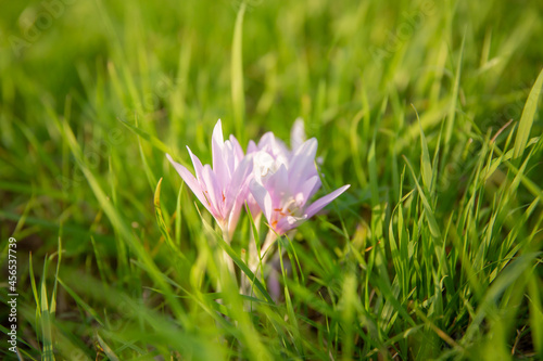  A group of autumn crocus flowers Colchicum autumnale among the grass 