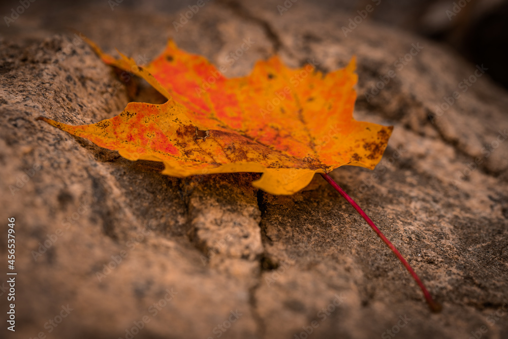 Autumn Leaf